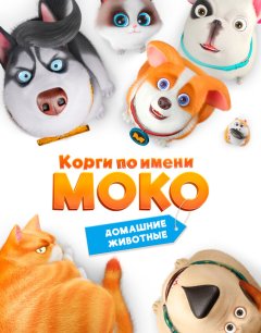  Корги по имени Моко. Домашние животные 